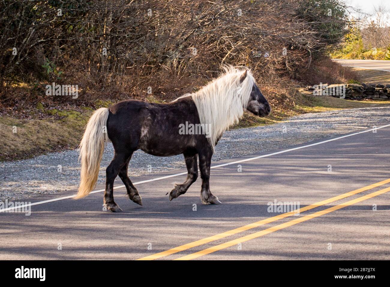 The wild ponies of Grayson Highlands State Park entertain hikers along the Appalachian Trail. Stock Photo