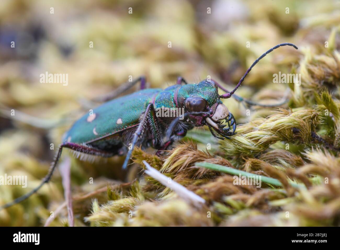 Tiger beetles hires stock photography and images Alamy