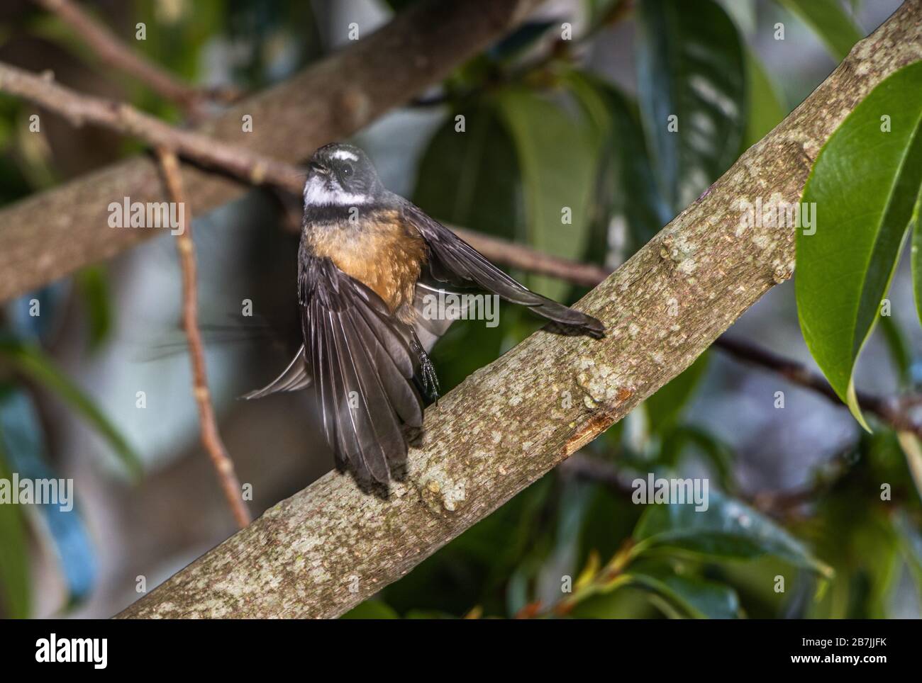Only fantail in new zealand hires stock photography and images Alamy