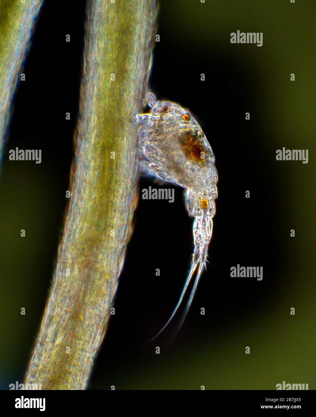 Cyclops sp. a common pond water flea Stock Photo