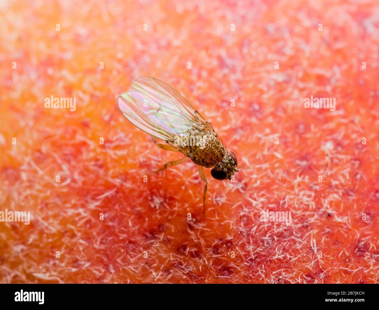Tropical Fruit Fly Drosophila Diptera Parasite Insect Pest on Ripe