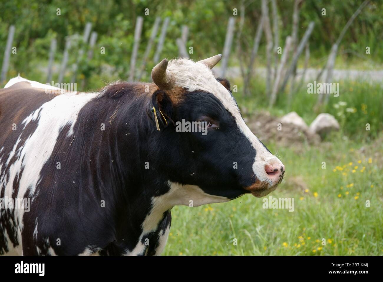livestock Stock Photo