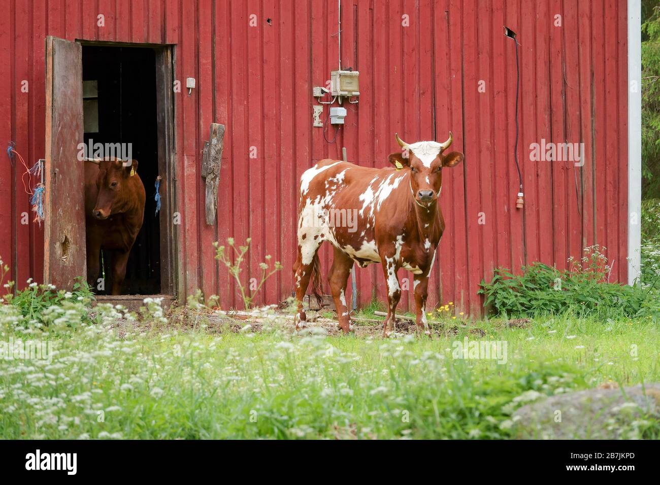 livestock Stock Photo