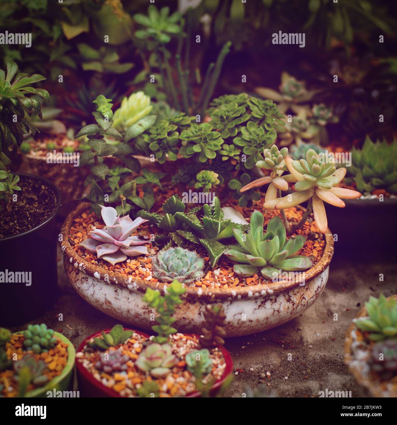 Group of succulents cactus hi-res stock photography and images - Alamy