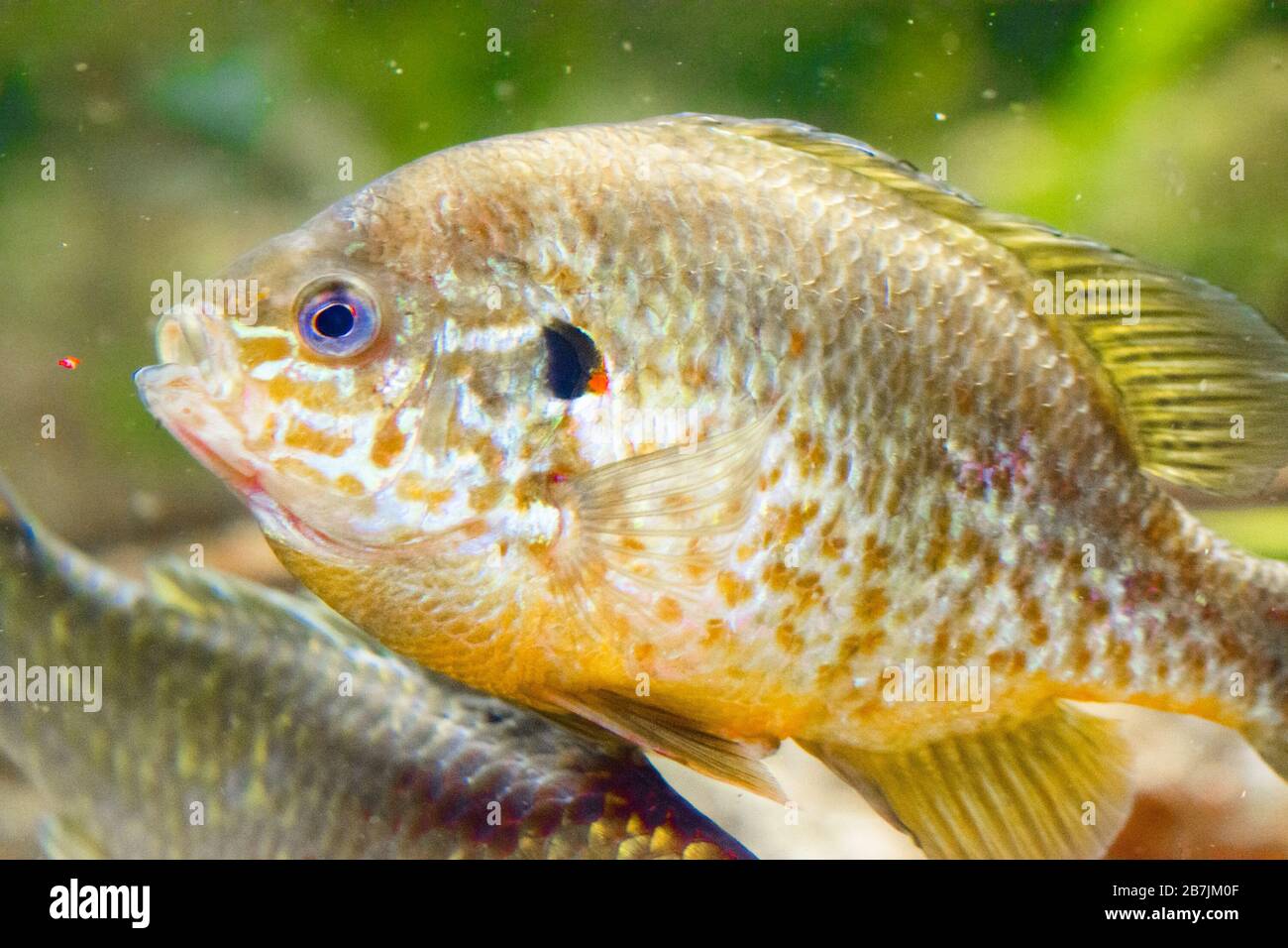 The pumpkinseed (Lepomis gibbosus) is a North American freshwater fish of the sunfish family Stock Photo