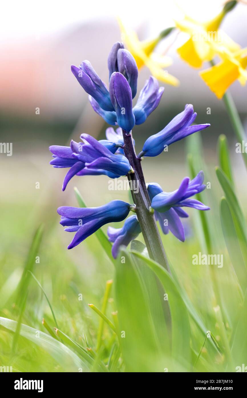A portrait of a blue hyacinth flower in between the grass and yellow ...