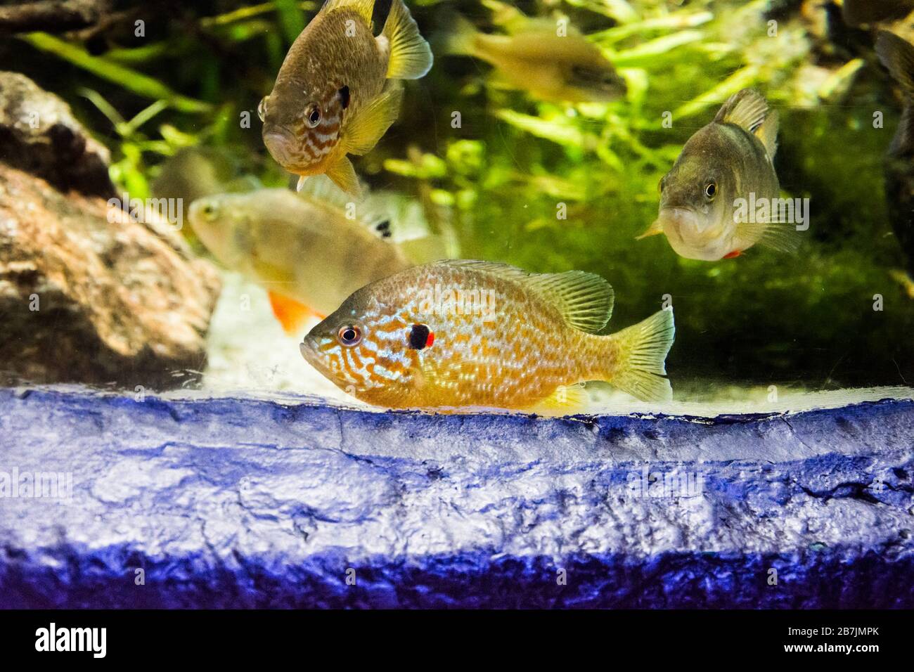 The pumpkinseed (Lepomis gibbosus) is a North American freshwater fish of the sunfish family Stock Photo