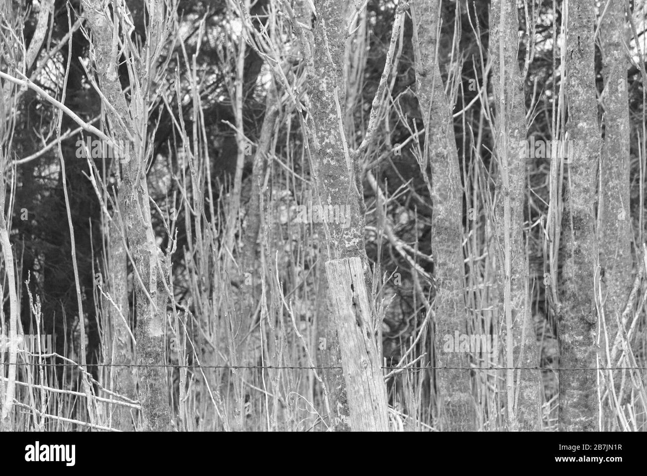 Old farm fencing Black and White Stock Photos & Images - Alamy