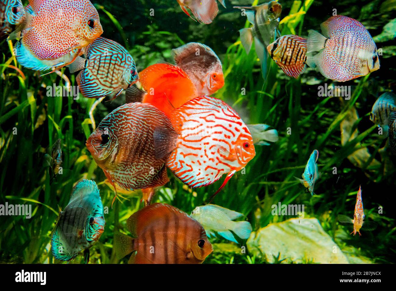 discus fish in aquarium, tropical fish. Symphysodon discus from Amazon river. Blue diamond, snakeskin, red turquoise and more Stock Photo
