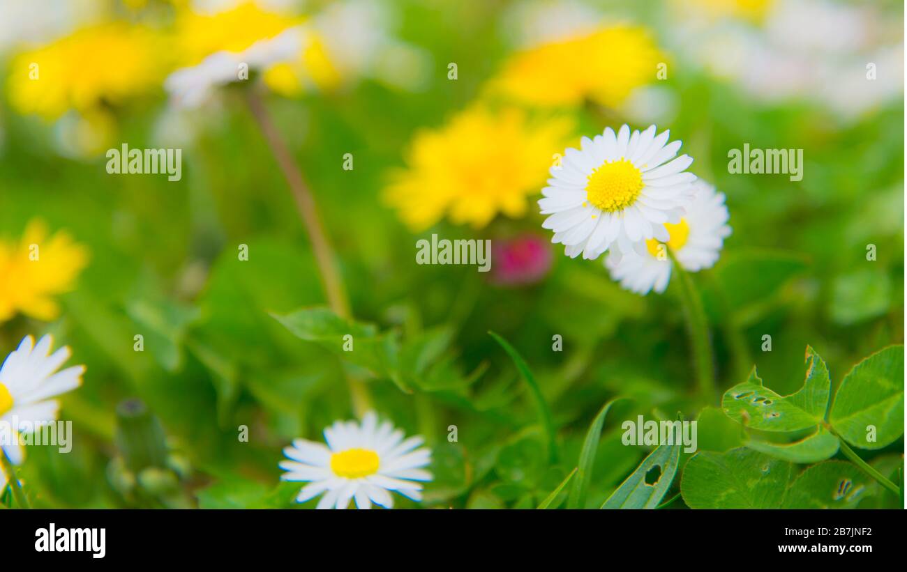 Daisies in a wildflower field Stock Photo Alamy