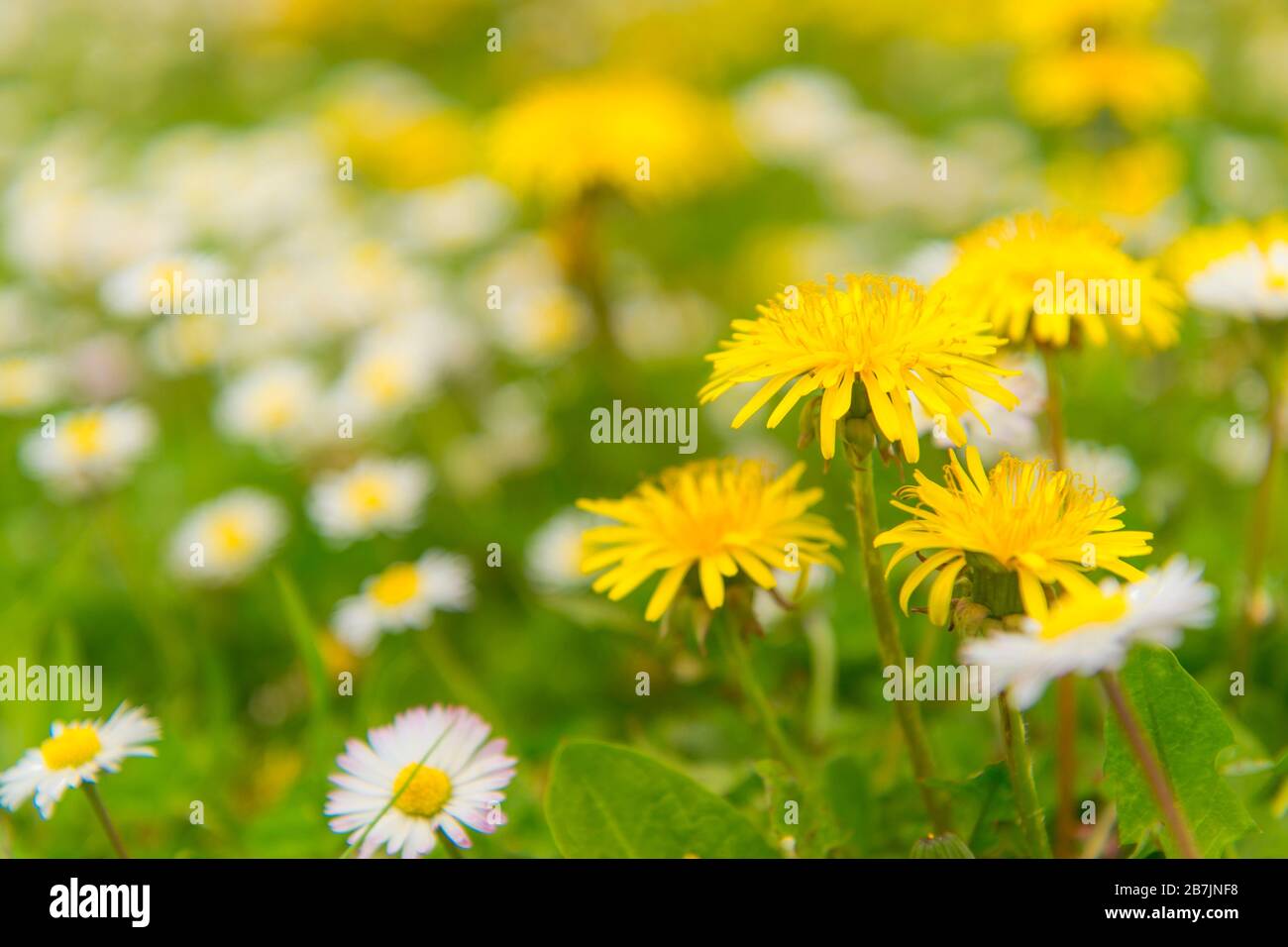 Dandelion daisy flowers hi-res stock photography and images - Alamy