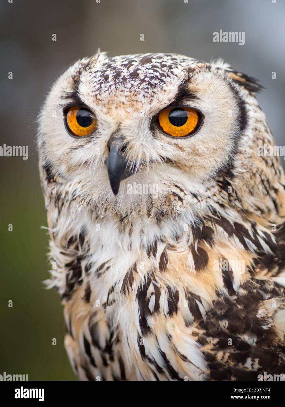 Close up portrait of big beautiful owl with big eyes Stock Photo Alamy