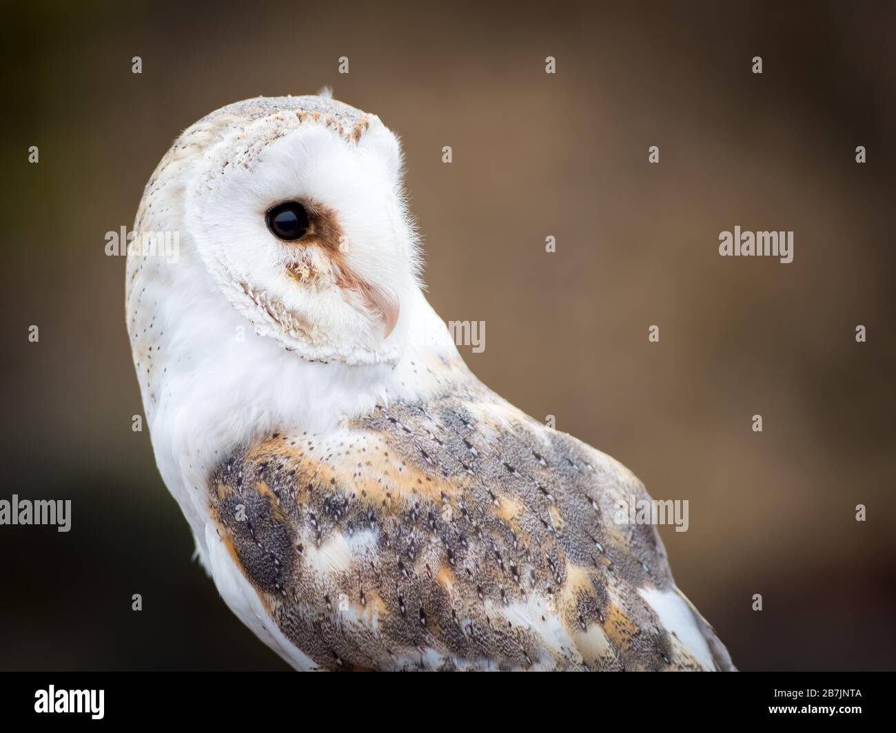 Close up portrait of big beautiful owl with big eyes Stock Photo