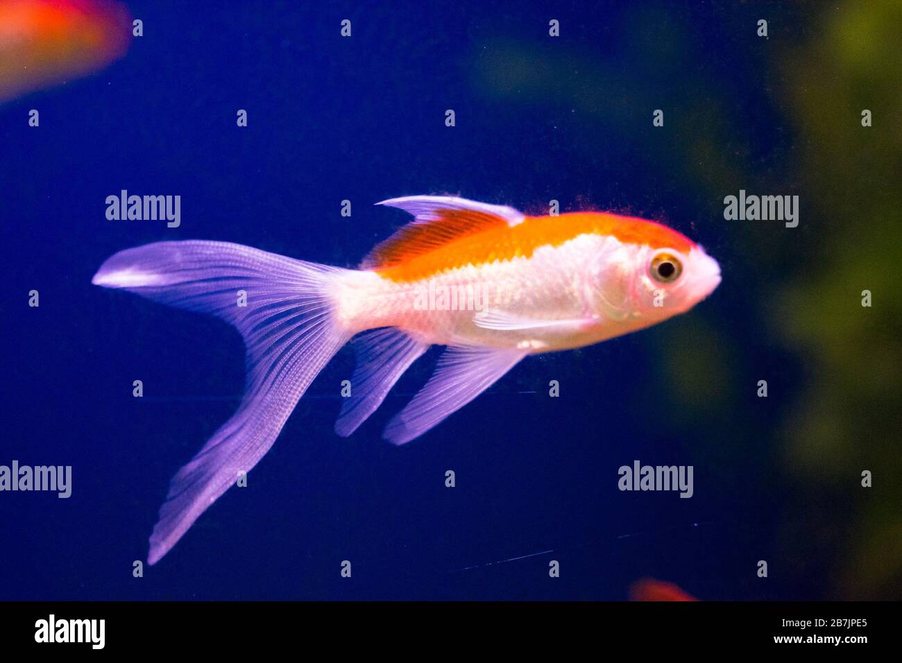 Goldfish in aquarium - carassius auratus Stock Photo
