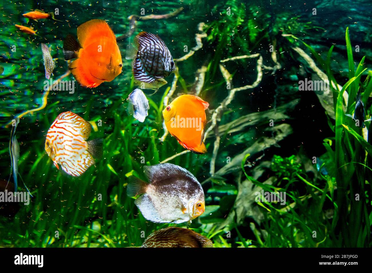 Discus fish in aquarium, Stock Photo