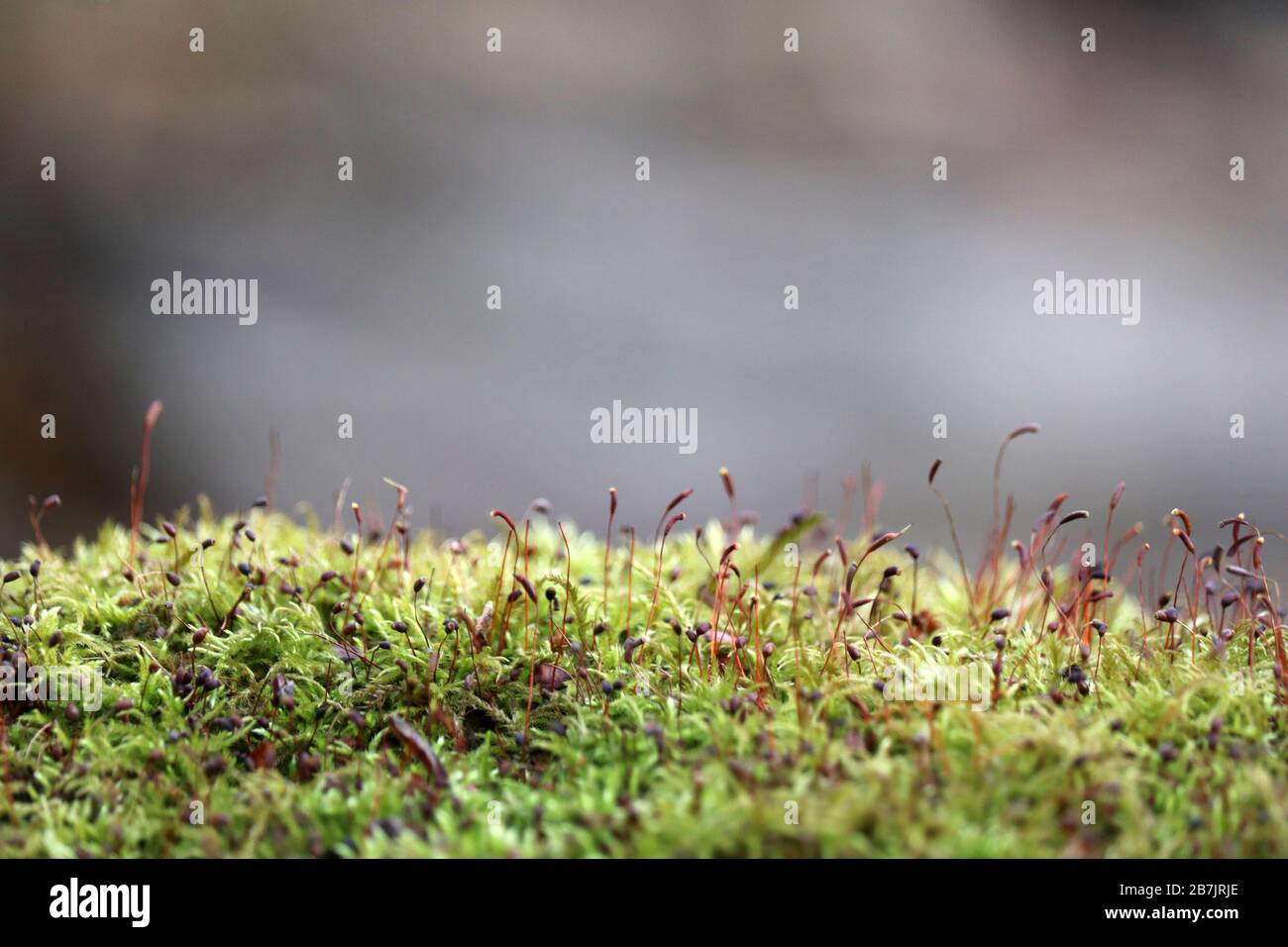 Moss with red spore capsules close up, magic forest. Colorful macro shot of fairy nature, dreamy background Stock Photo