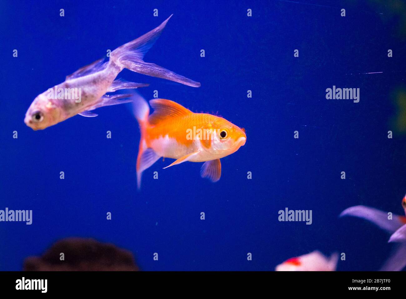 Goldfish in aquarium - carassius auratus Stock Photo