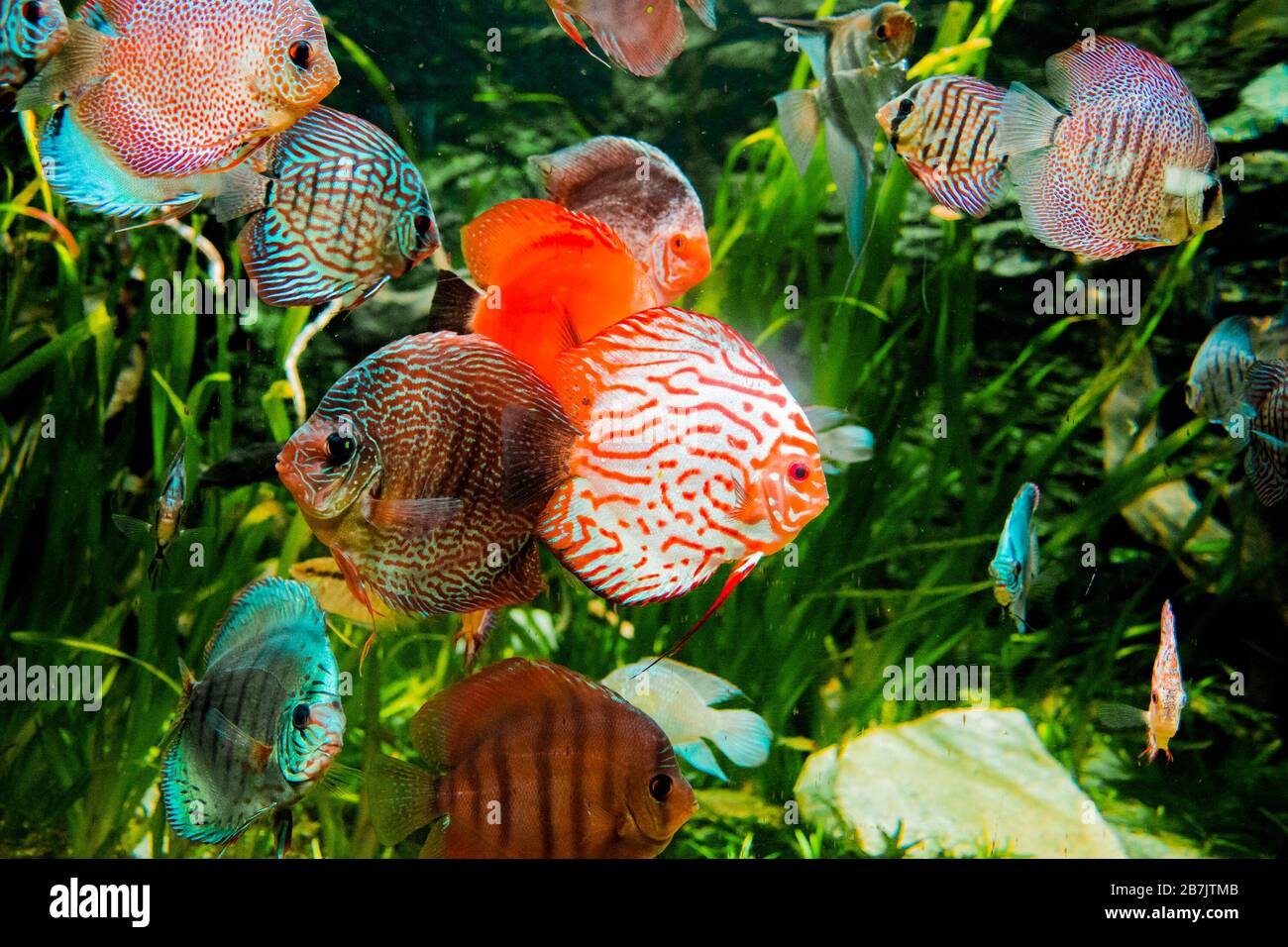 discus fish in aquarium, tropical fish. Symphysodon discus from Amazon river. Blue diamond, snakeskin, red turquoise and more Stock Photo
