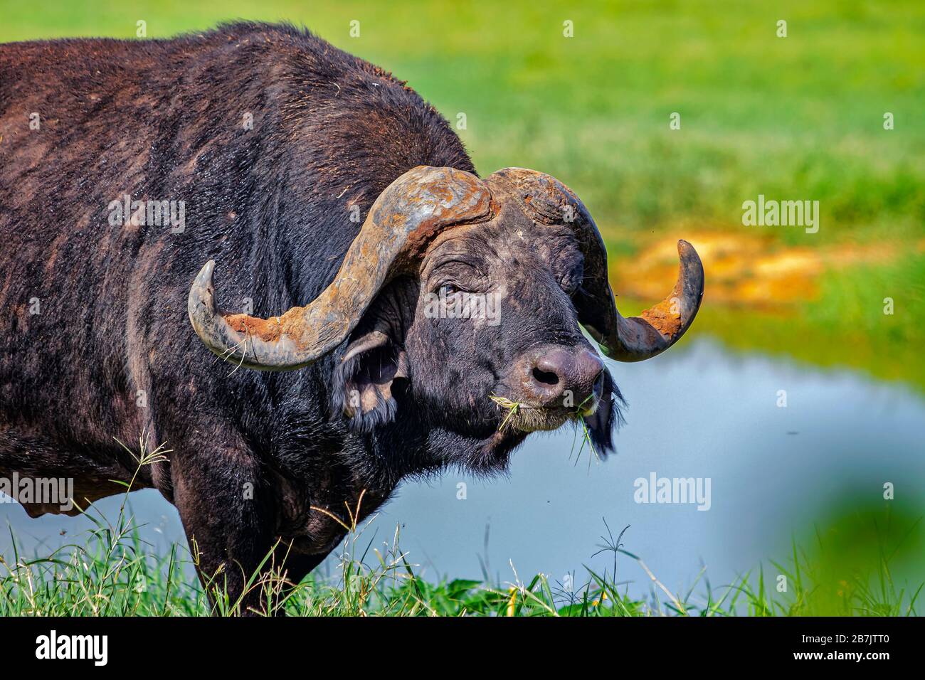 Thick african buffalo horns hi-res stock photography and images - Alamy