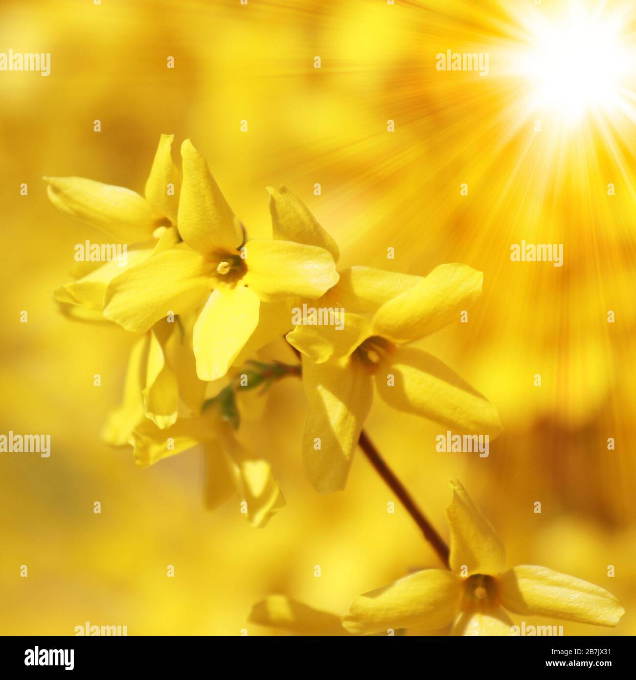 Spring background with yellow flowers Stock Photo - Alamy