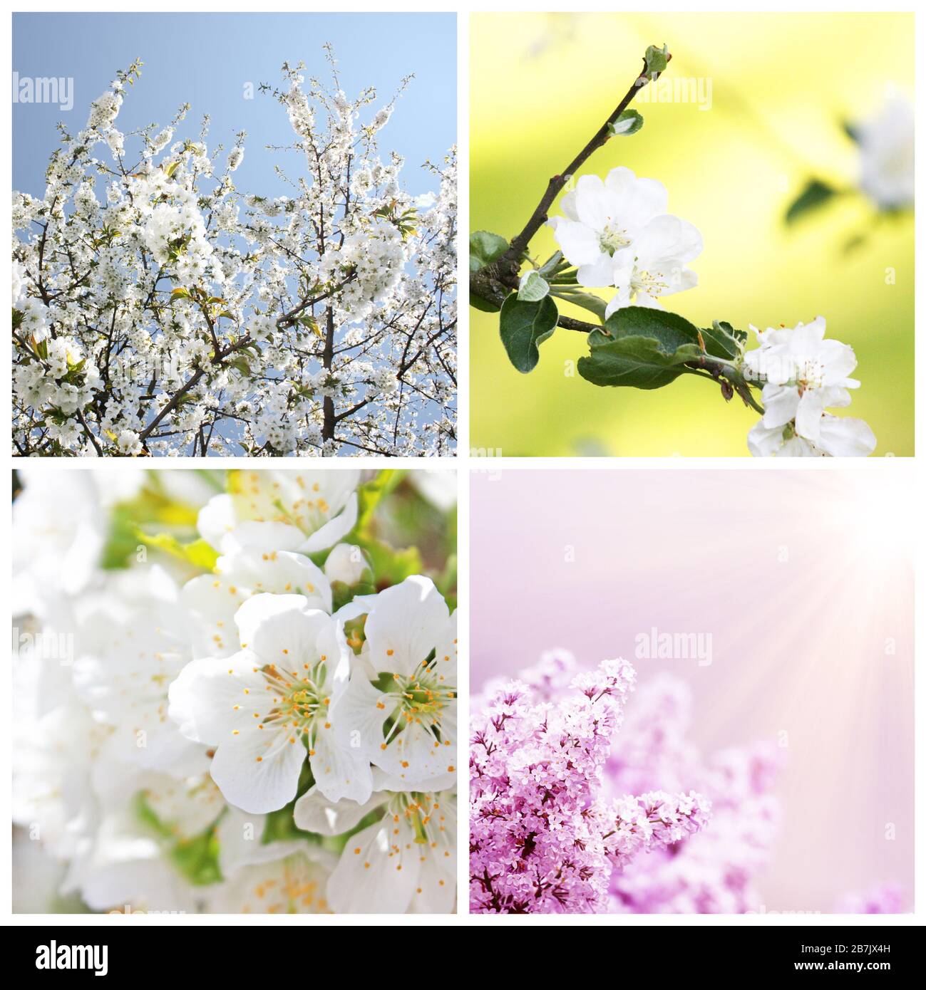 Spring background with cherry blossom trees Stock Photo - Alamy