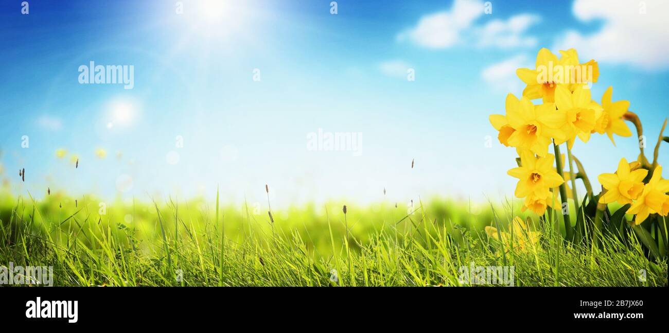 Spring Yellow Backdrop Spring background with yellow flowers Stock Photo - Alamy