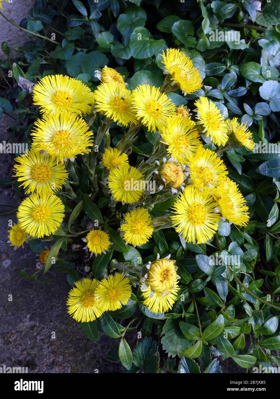 gelbe Blüten des Huflattich (Tussilago farfara) Stock Photo