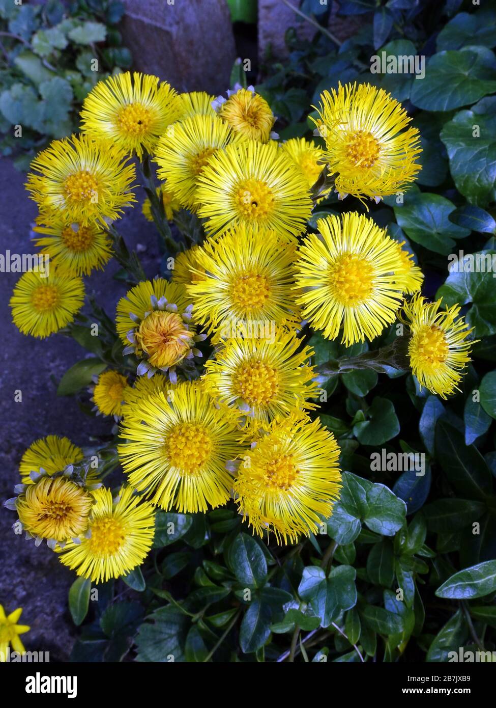 gelbe Blüten des Huflattich (Tussilago farfara) Stock Photo