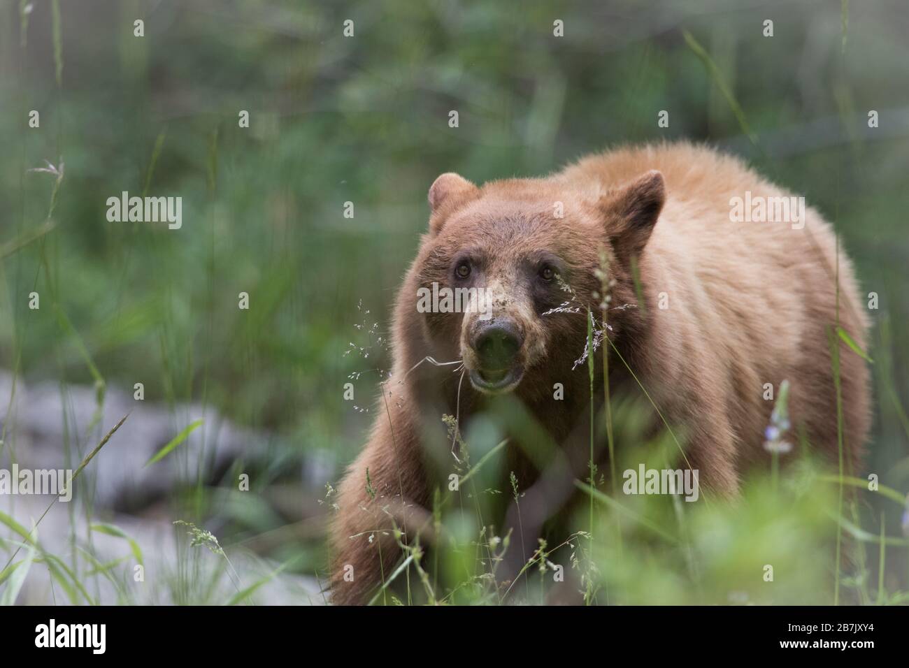 wild Californian black bear. Although a black bear many are brown or