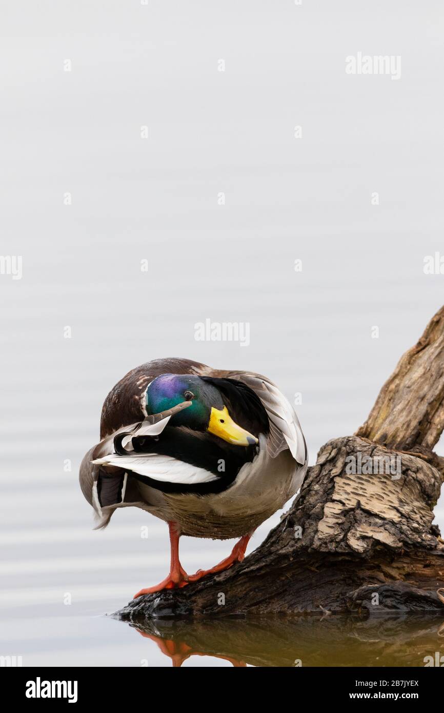 00729-02501 Mallard (Anas platyrhynchos) male preening on log in wetland Marion Co. IL Stock Photo