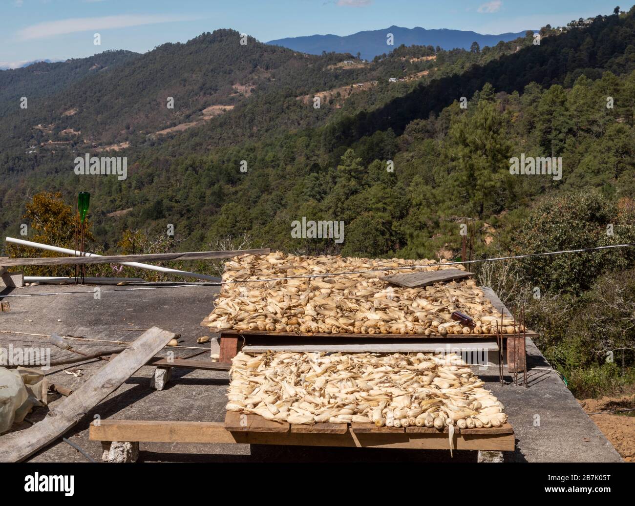 Latuvi, Oaxaca, Mexico - Corn dries on the roof of a house in the Sierra Norte mountains. Corn is the main subsistence crop in the region's Zapotec vi Stock Photo