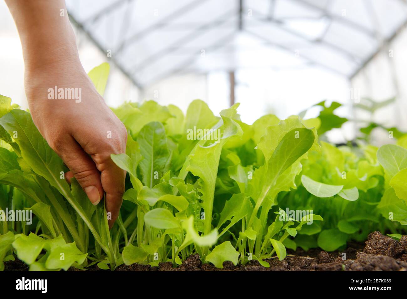 Close up of woman hand picking fresh organic green lettuce salad in the greenhouse, soft focus. Organic, vegetable garden. Stock Photo