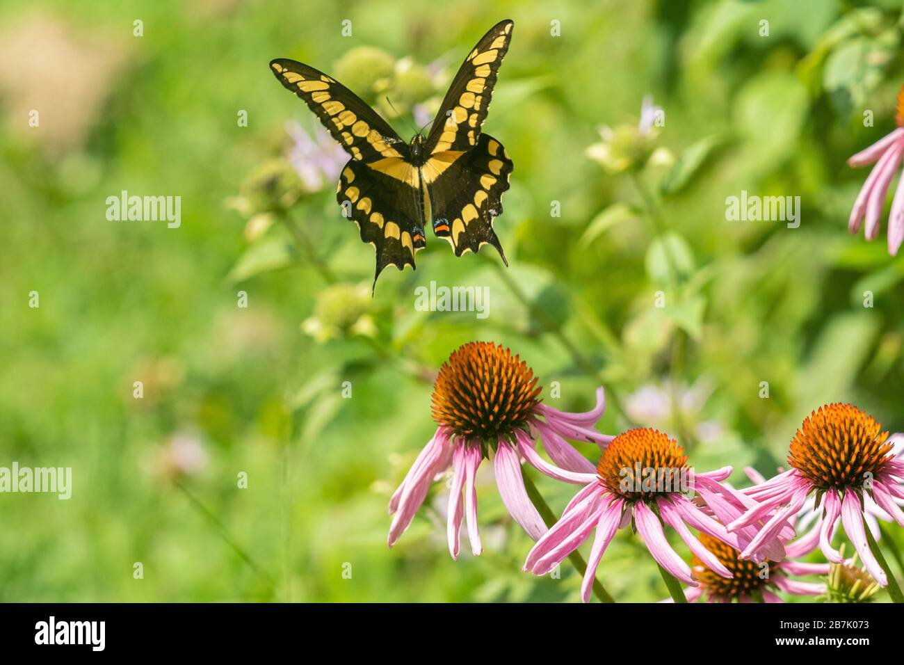 03017-01703 Giant Swallowtail (Papilio cresphontes) in flight over Purple Coneflower (Echinacea purpurea) Marion Co. IL Stock Photo