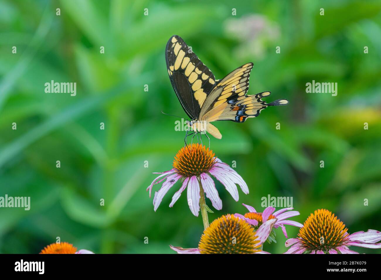 03017-01707 Giant Swallowtail (Papilio cresphontes) on on Purple Coneflower (Echinacea purpurea) Marion Co. IL Stock Photo