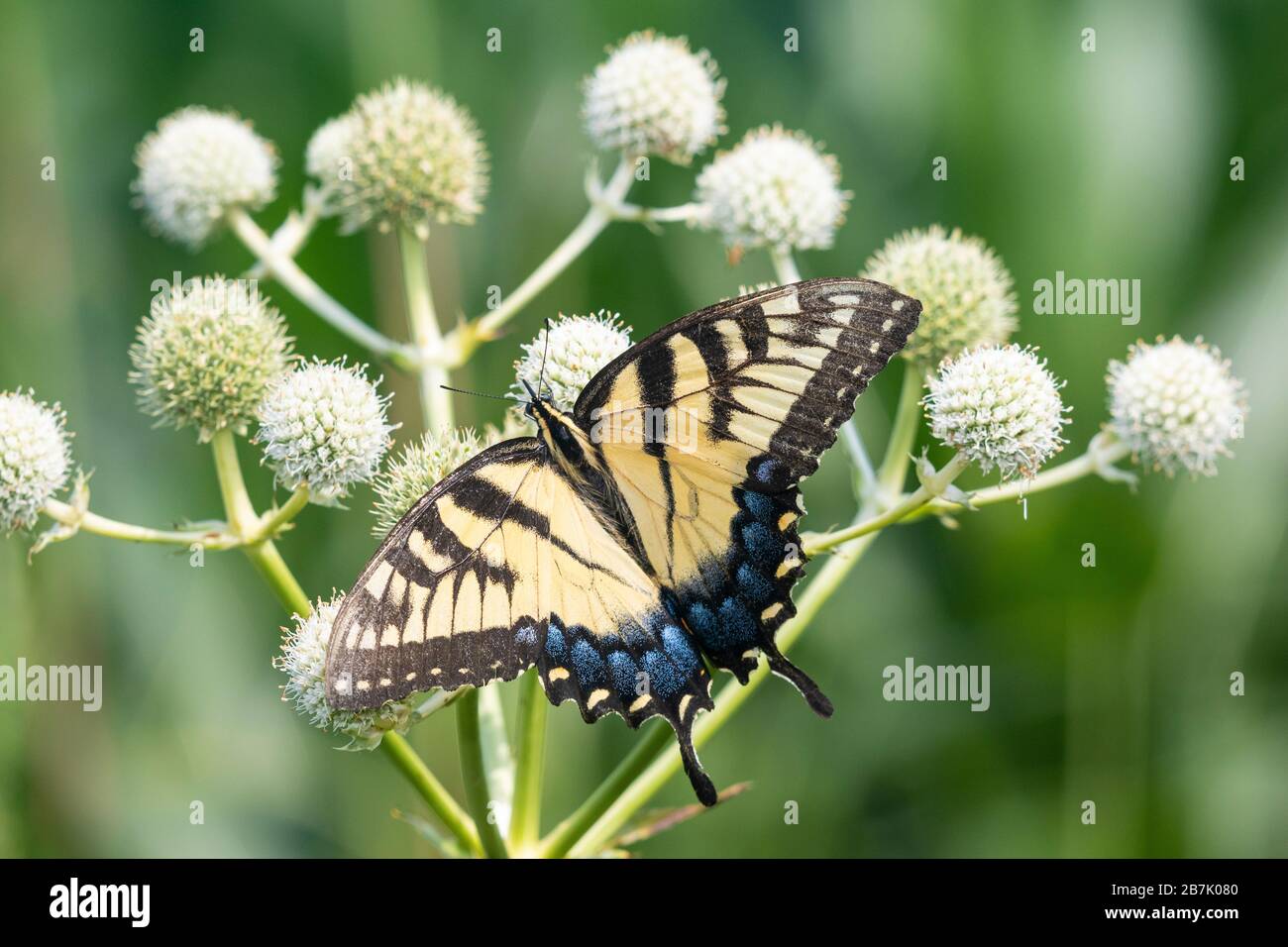 03023-03408 Eastern Tiger Swallowtail (Papilio glaucus) on Rattlesnake Master (Eryngium yuccifolium) Marion Co. IL Stock Photo