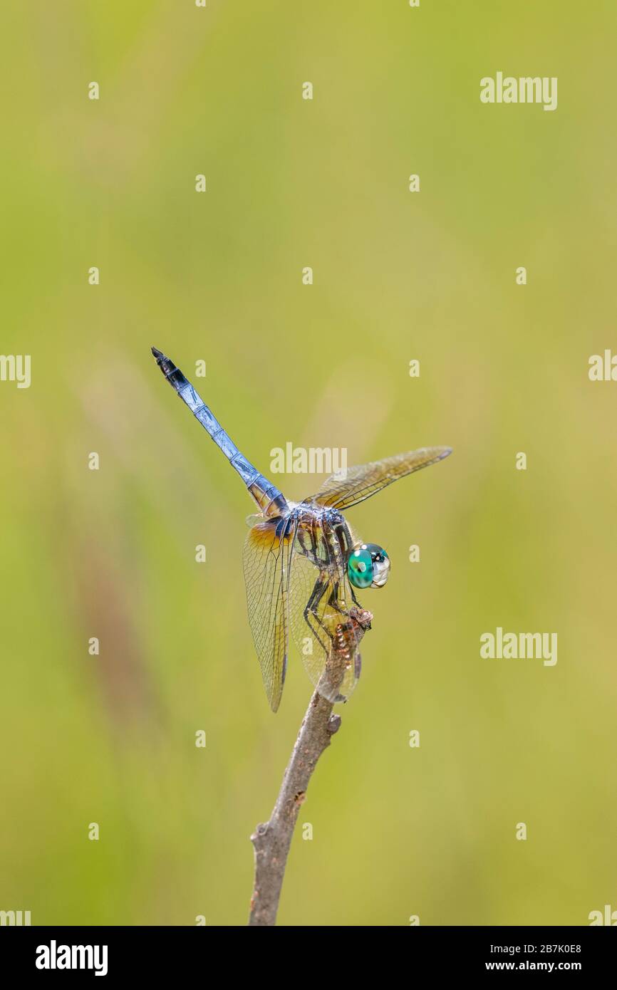 Dragonfly obelisking hi-res stock photography and images - Alamy