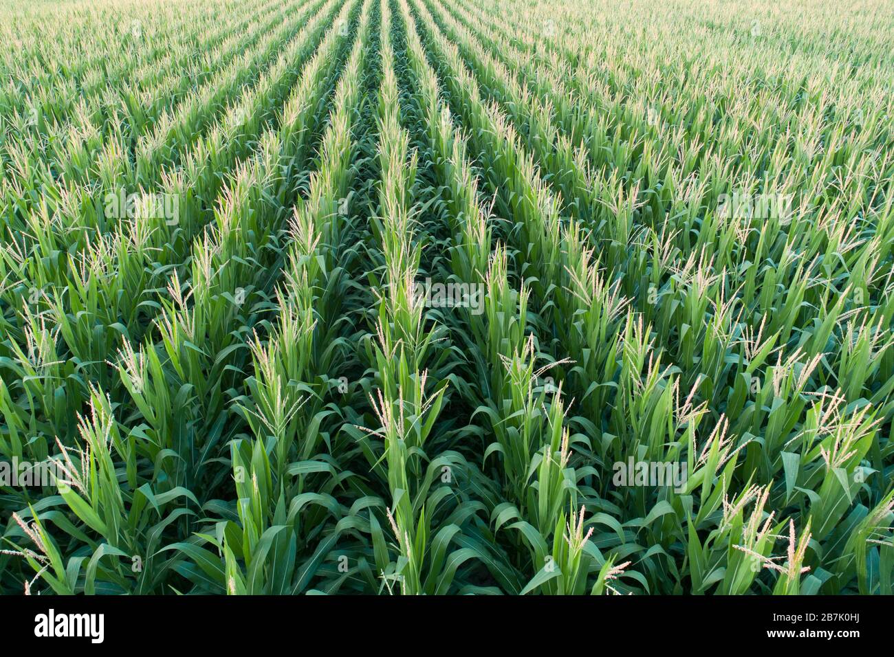 Cornrows hi-res stock photography and images - Alamy