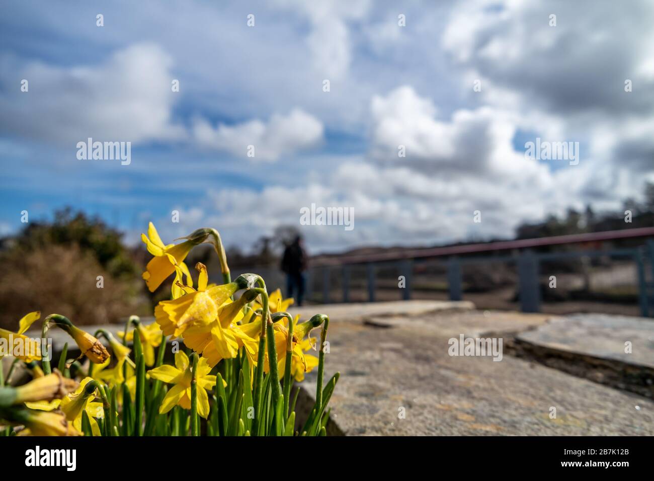 Ardara town narcissi in bloom during the Corona outbreak. Stock Photo