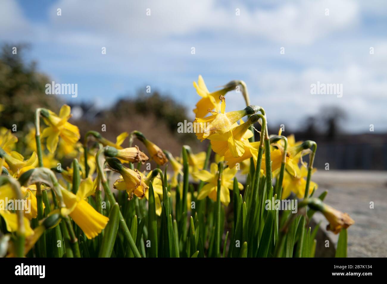 Ardara town narcissi in bloom during the Corona outbreak. Stock Photo