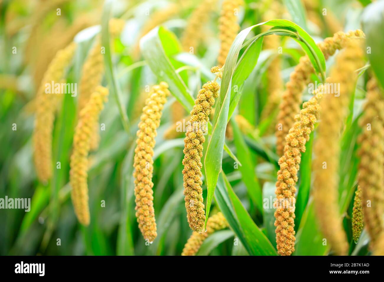 foxtail millet, Millet is growing Stock Photo Alamy