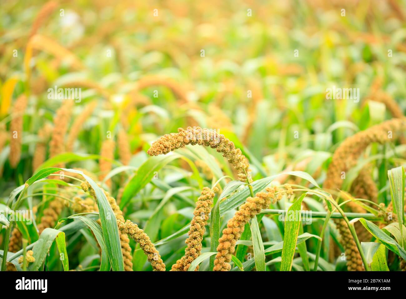 foxtail millet, Millet is growing Stock Photo Alamy