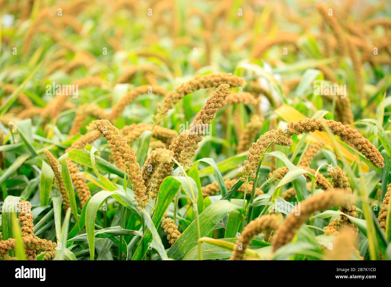 foxtail millet, Millet is growing Stock Photo Alamy