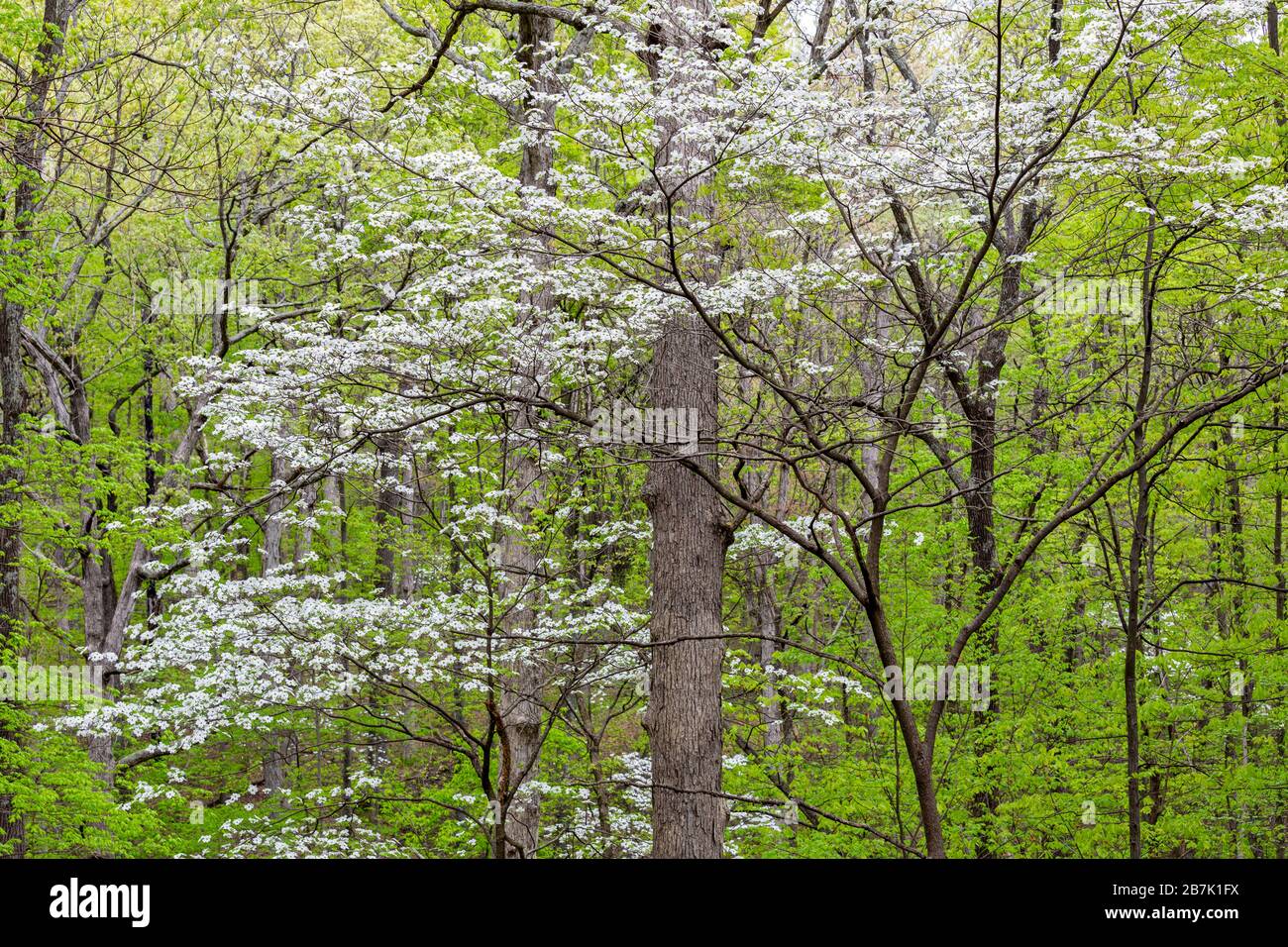 63874-00203 Flowering Dogwood Tree (Cornus florida) in spring Stephen A. Forbes St. Park Marion Co. IL Stock Photo