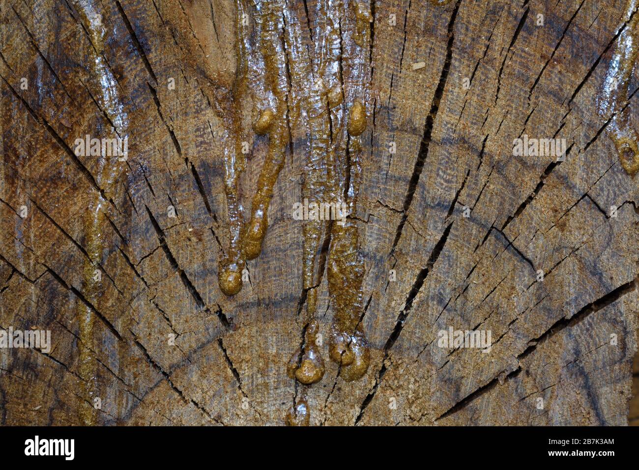 Acacia Wood Stump Crosscut With Sap (Vachellia sp.) Stock Photo