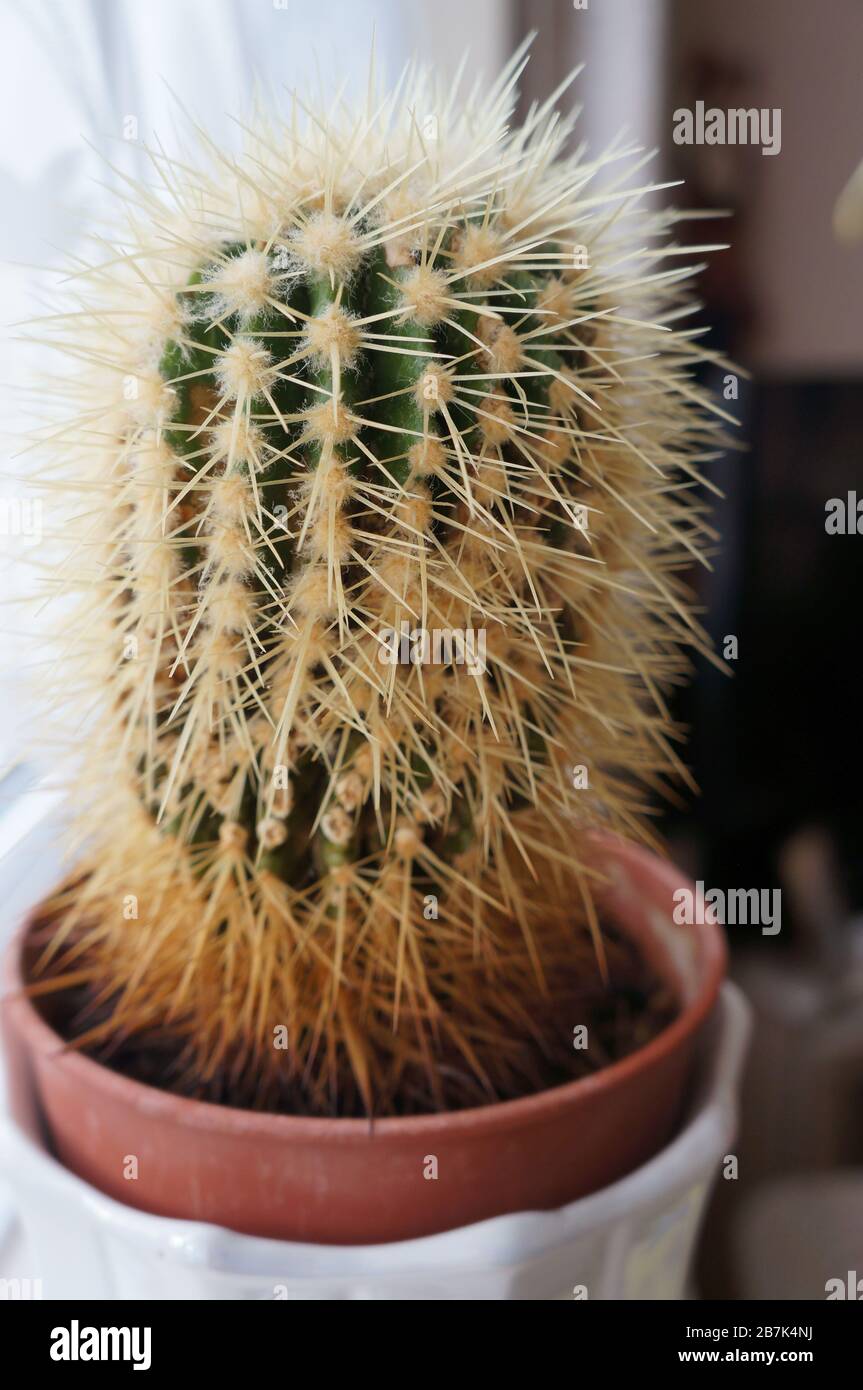 Cactus plant sill potted plant hi-res stock photography and images - Alamy