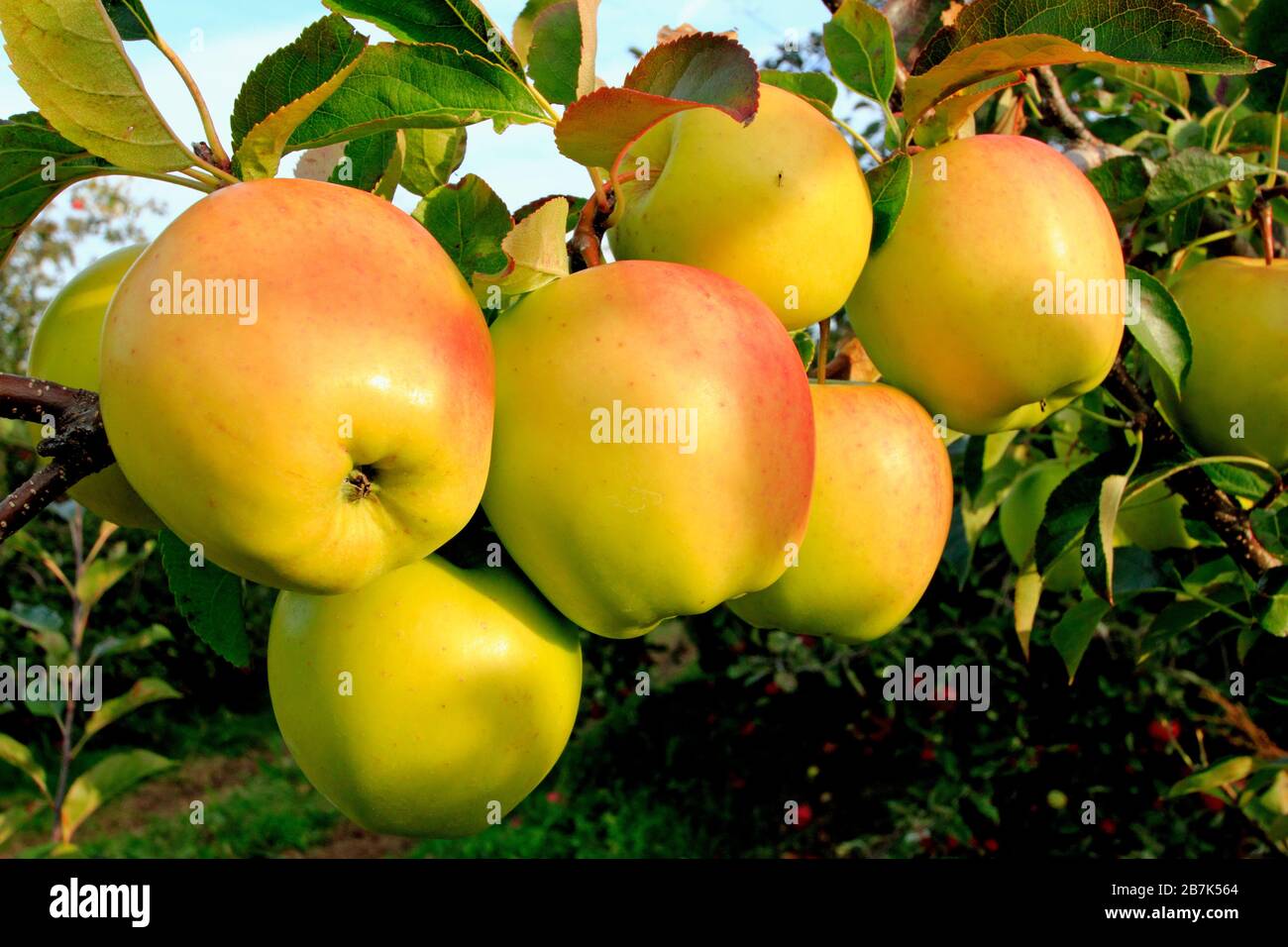 golden delicious apples Stock Photo