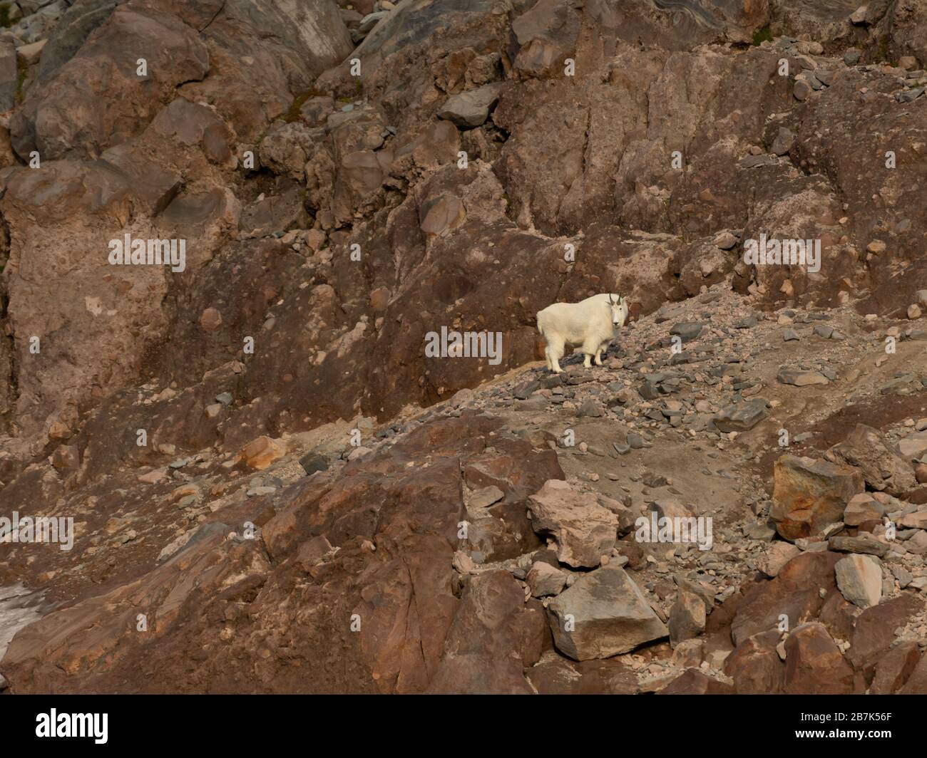 Mountain Goat Looks Back While Climbing Rocks Stock Photo - Alamy