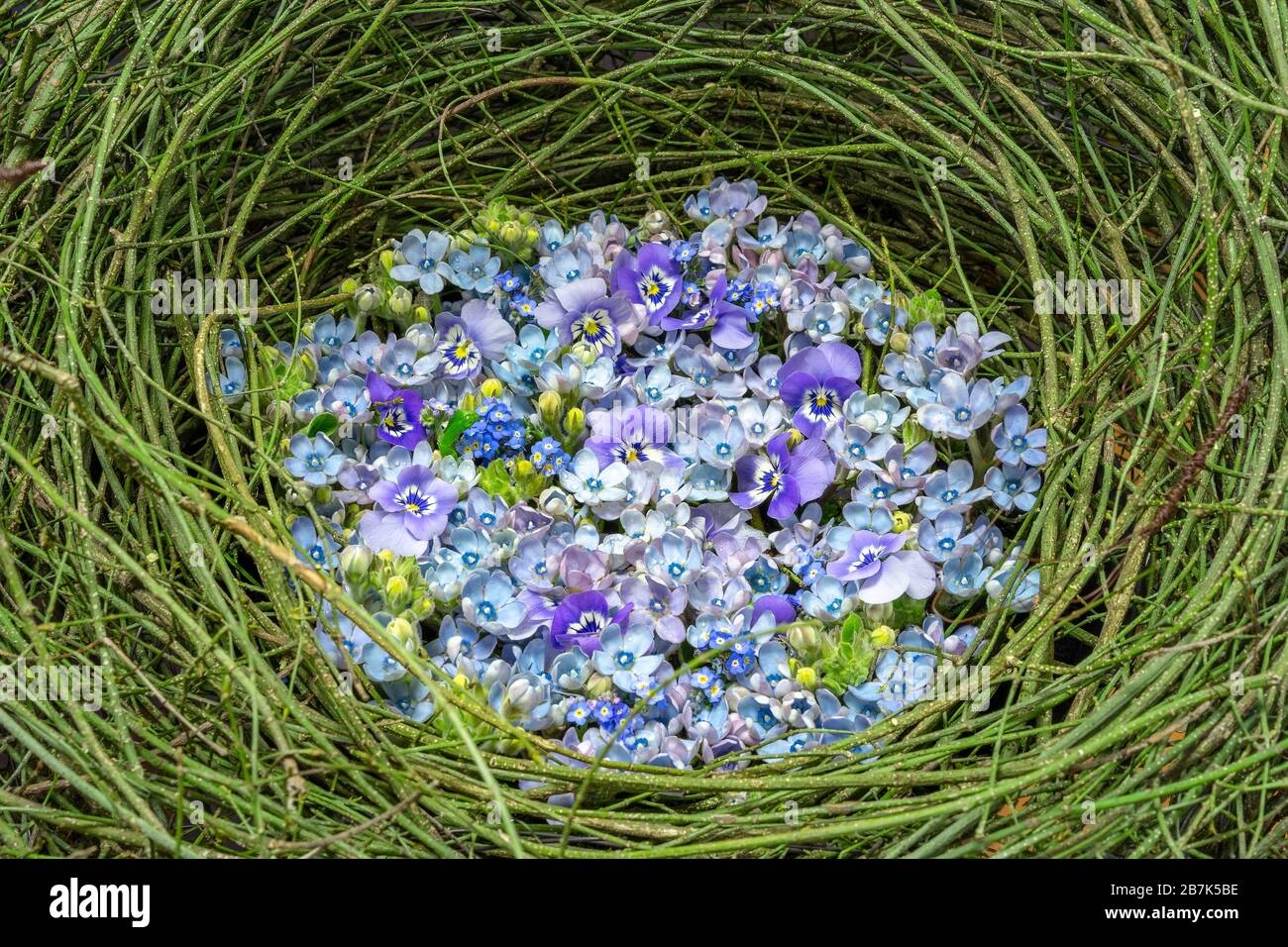 Beautiful springy oval arrangement of blue and purple flowers with pansy, forget-me-not and yellow blossom buds among the twisted stems of green plant Stock Photo