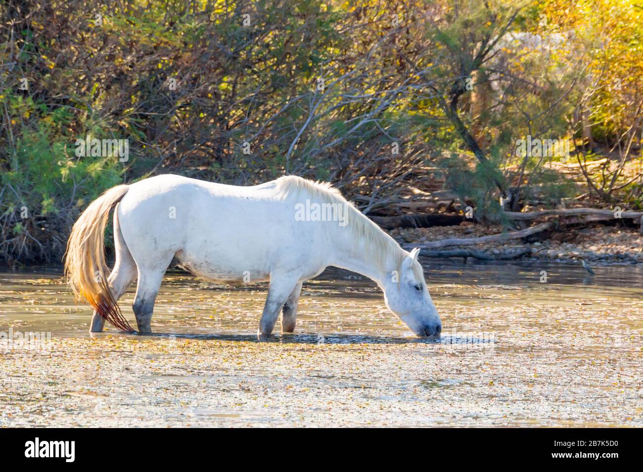 Two white horses in a beautiful summery sunny day in Camargue, France Stock Photo