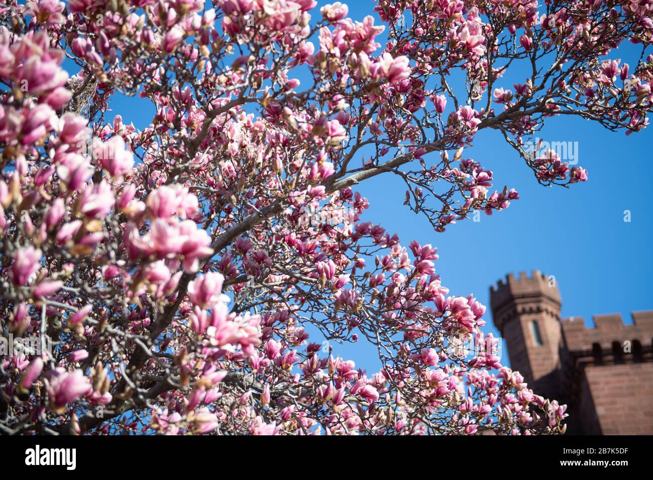 Saucer Magnolias at the Enid A. Haupt Garden behind the Smithsonian Castle. Stock Photo